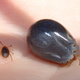 La Ixodes holocyclus, antes y después de alimentarse. Foto: Wikimdia Commons.